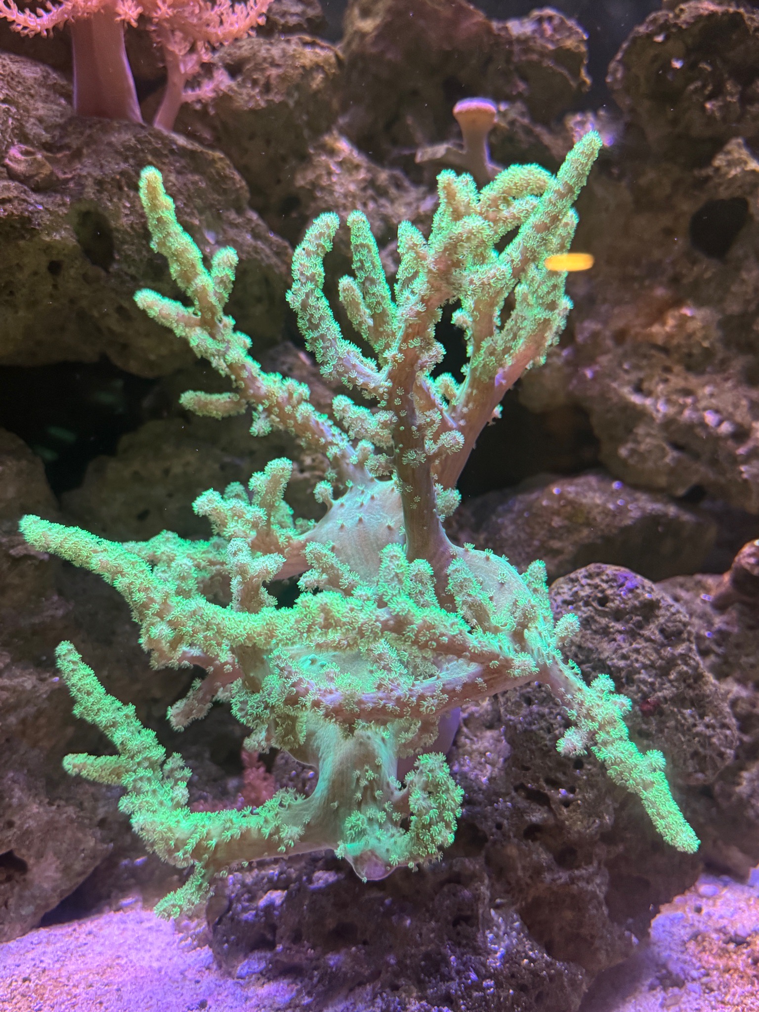 Blue tang clownfish and sailfin tang in reef aquarium showcase - Blue Tang, Clownfish, Sailfin Tang (photo 8)