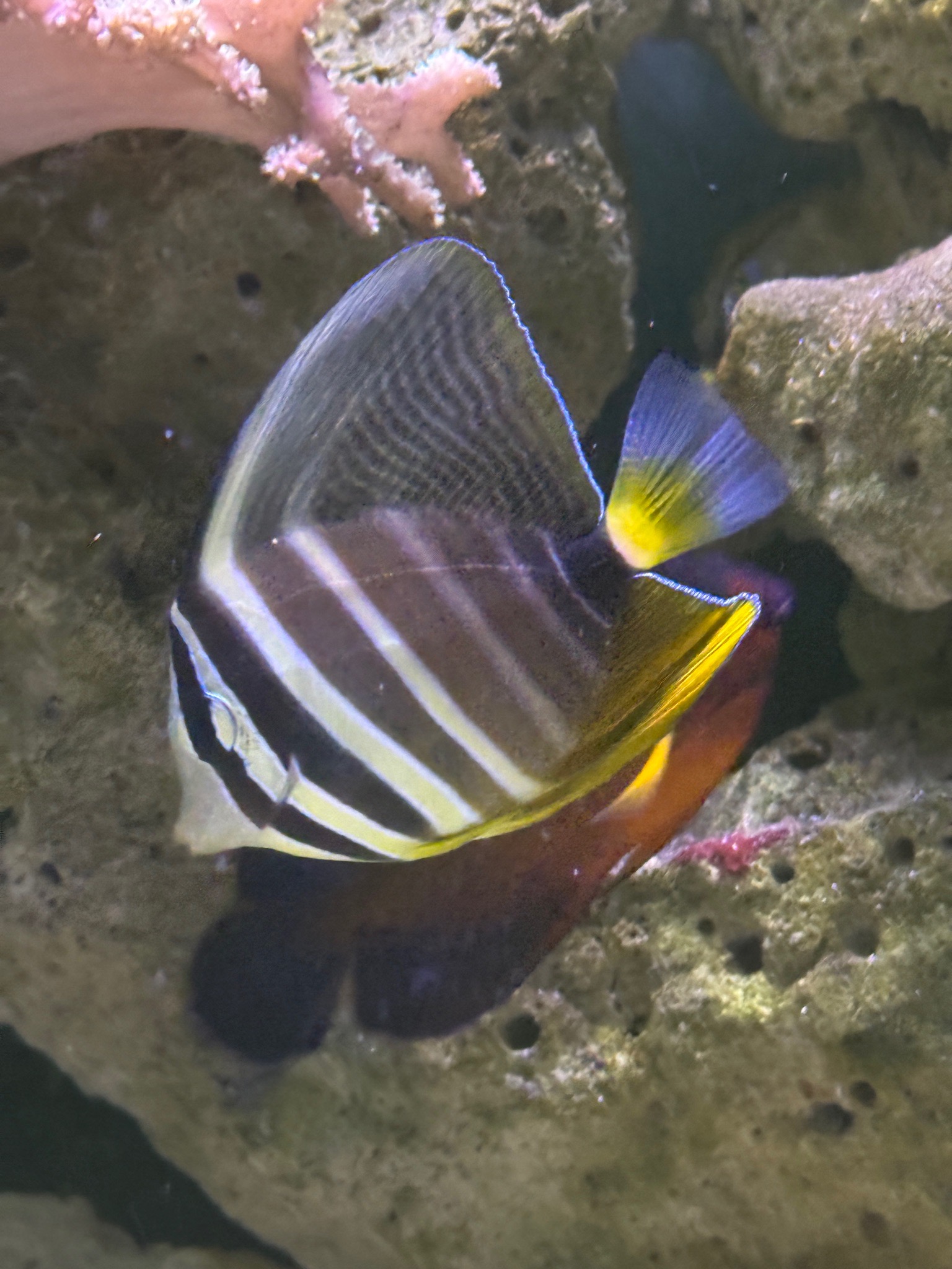 Blue tang clownfish and sailfin tang in reef aquarium showcase - Blue Tang, Clownfish, Sailfin Tang (photo 7)