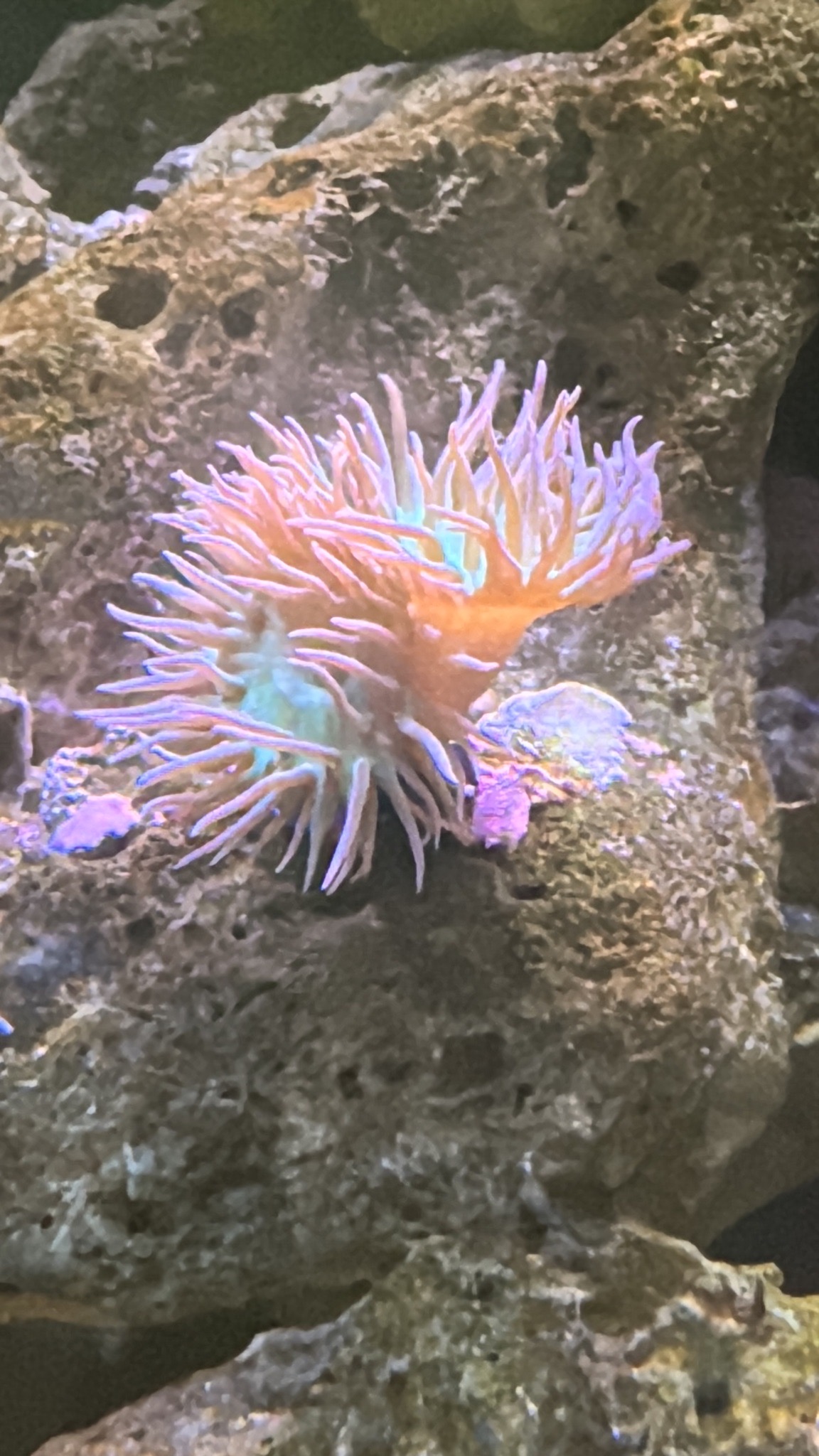 Blue tang clownfish and sailfin tang in reef aquarium showcase - Blue Tang, Clownfish, Sailfin Tang (photo 4)
