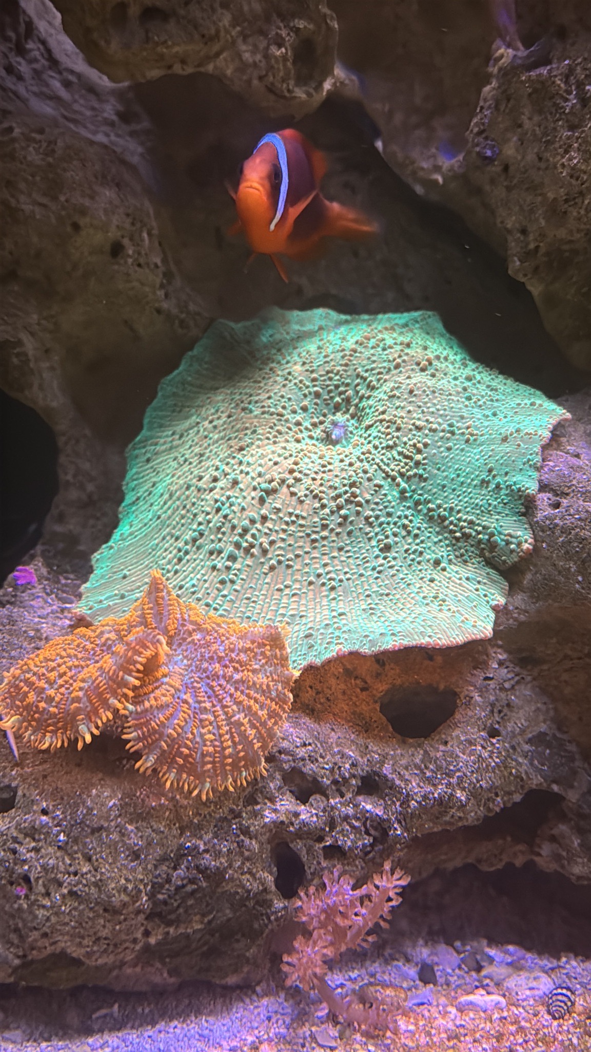 Blue tang clownfish and sailfin tang in reef aquarium showcase - Blue Tang, Clownfish, Sailfin Tang (photo 3)