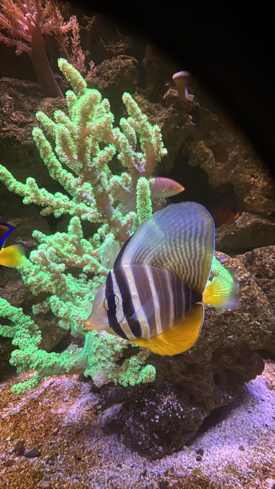 Blue tang clownfish and sailfin tang in reef aquarium showcase - Blue Tang, Clownfish, Sailfin Tang (photo 2)