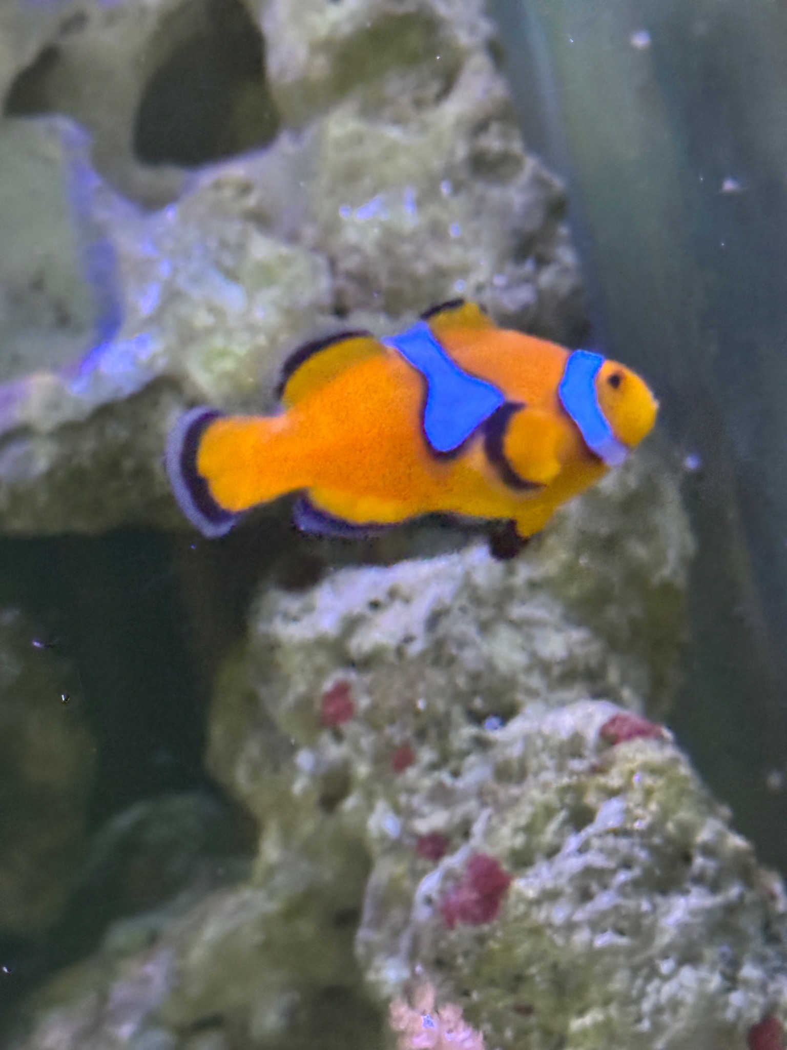 Blue tang clownfish and sailfin tang in reef aquarium showcase - Blue Tang, Clownfish, Sailfin Tang (photo 6)