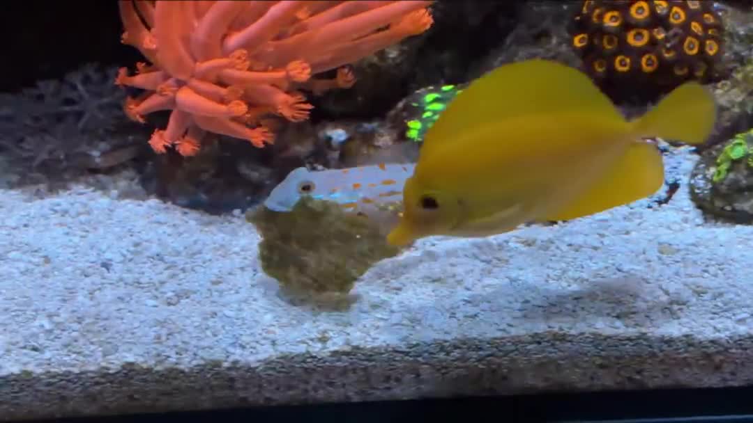 ¡El goby diamante agarró un poco de Nori y se rehúsa a compartir con e...