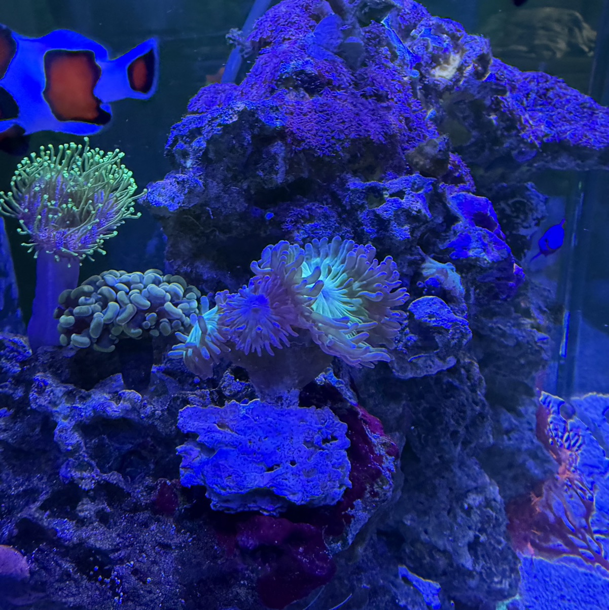 Tank Image