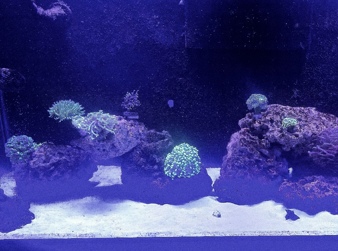 Tank Image