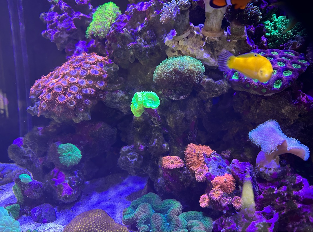 Tank Image