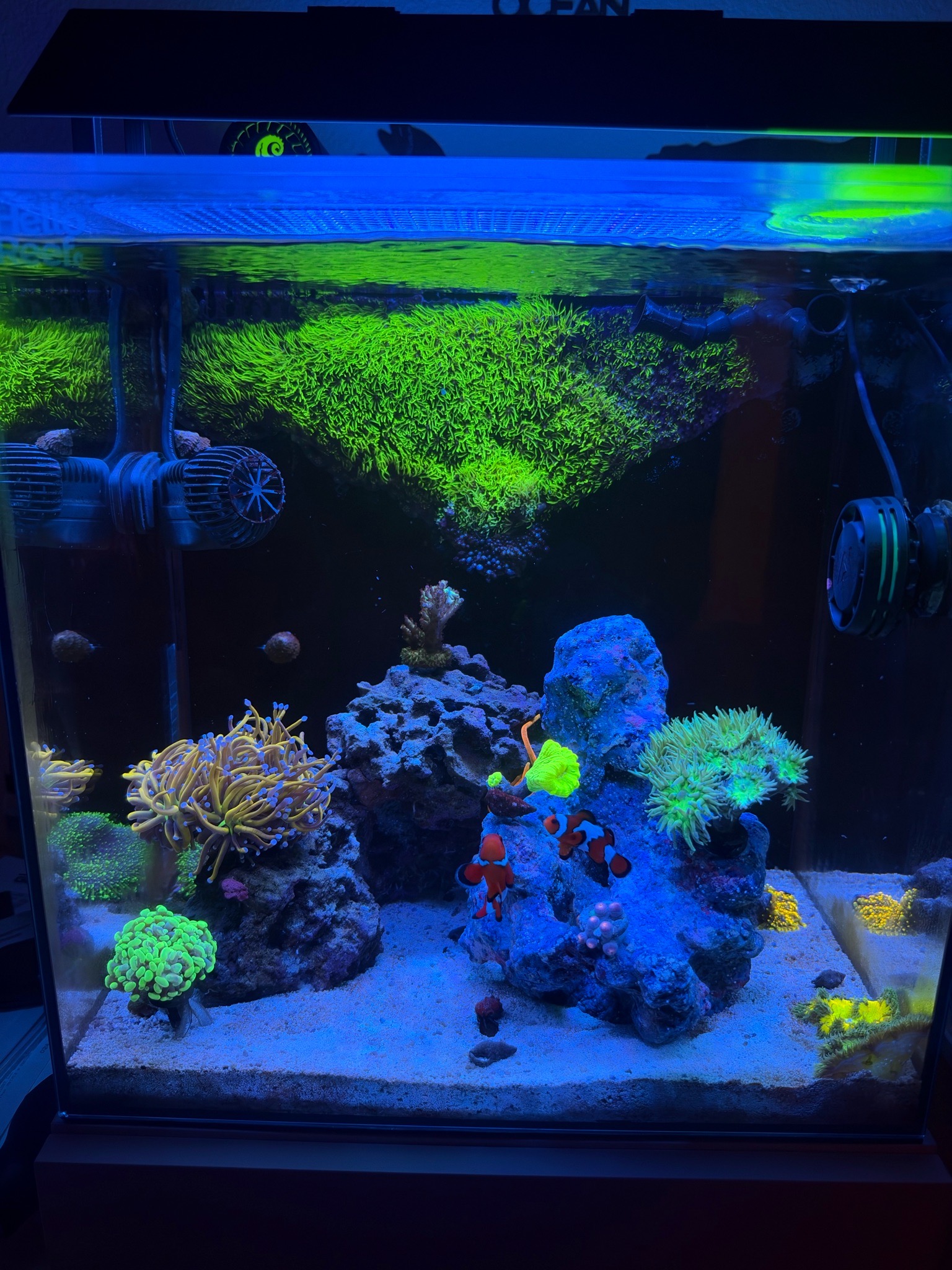 Clownfish with torch and hammer coral in reef tank - clownfish, torch coral, hammer coral