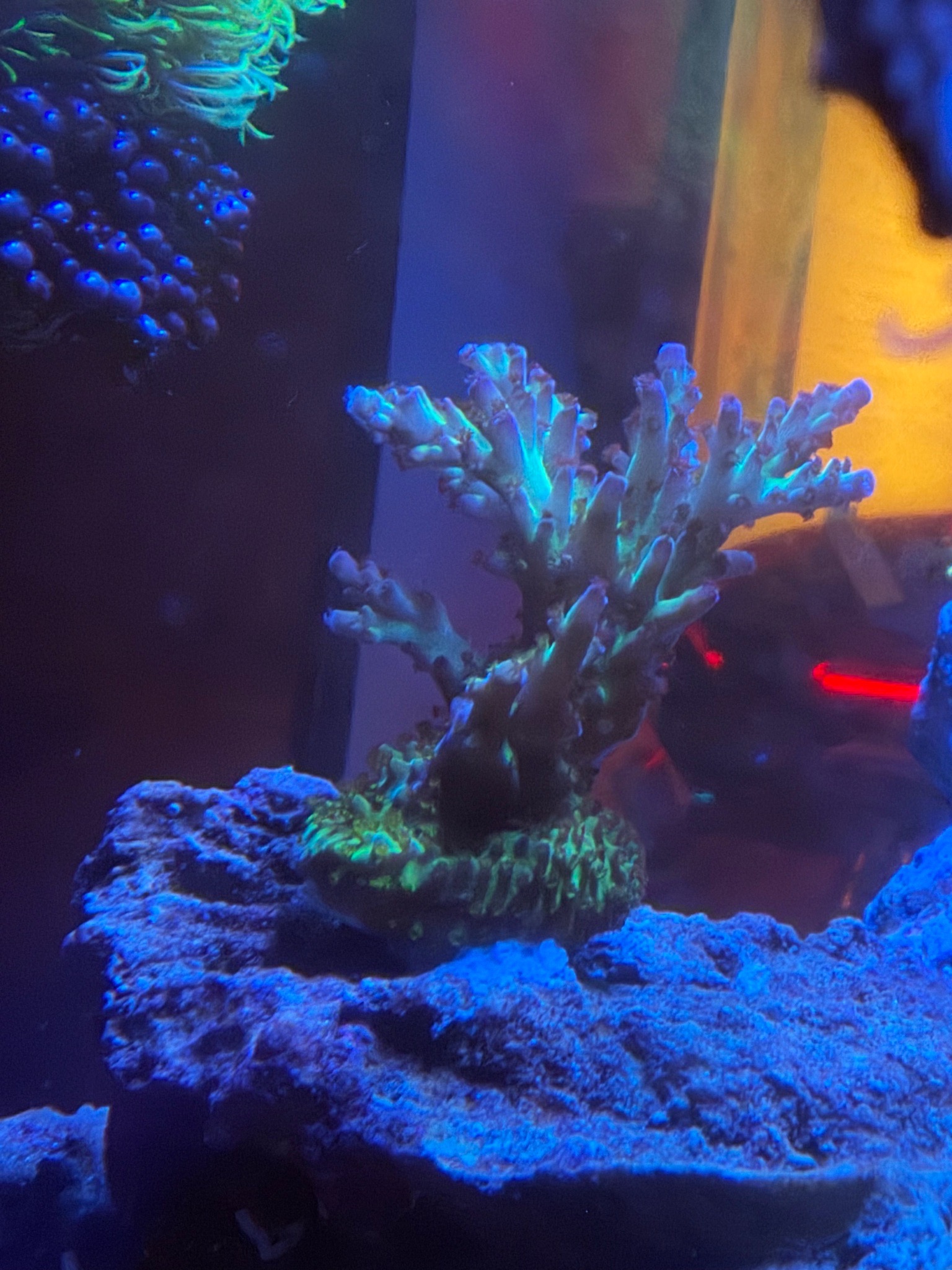 Anyone know what Acropora coral this is - Acropora coral