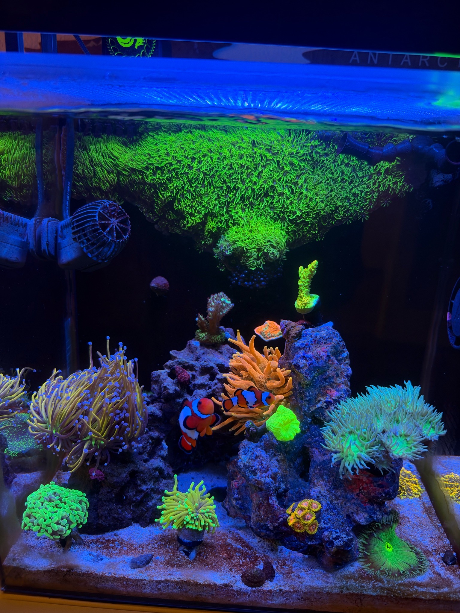 SPS and torch coral frags thriving in mixed reef tank - SPS coral, Torch coral, Clownfish