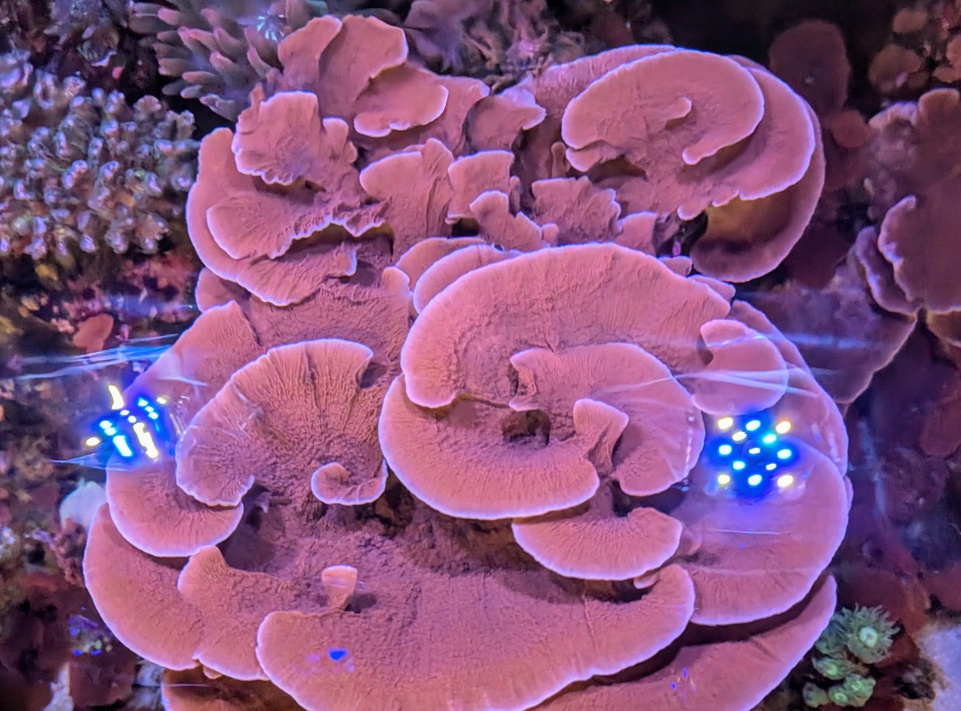 Tank Image