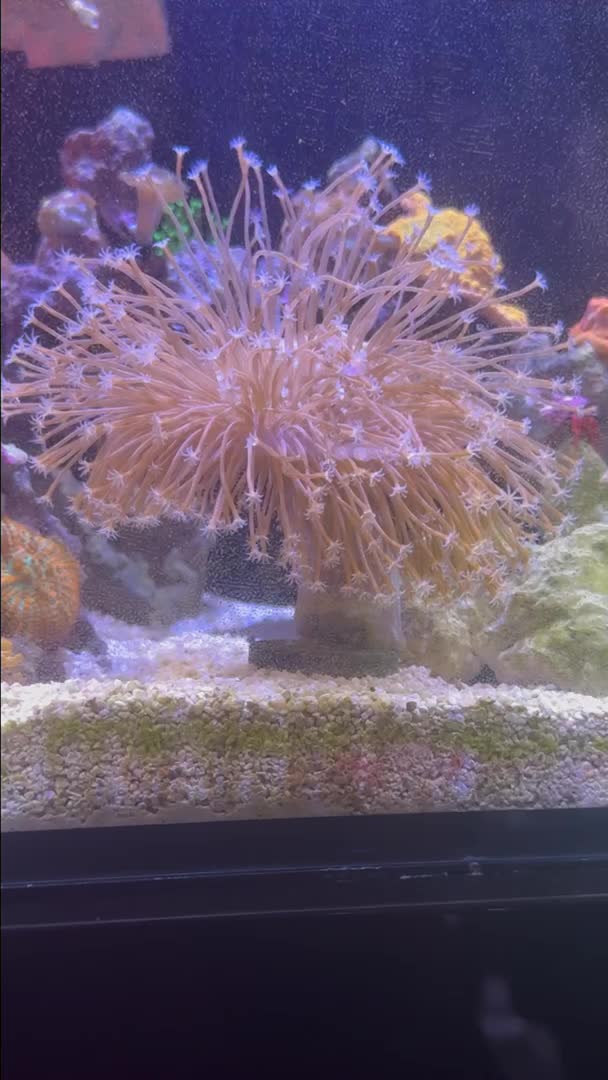 This my white willow from Bio in my 15 gallon. And the bass sleeps und...