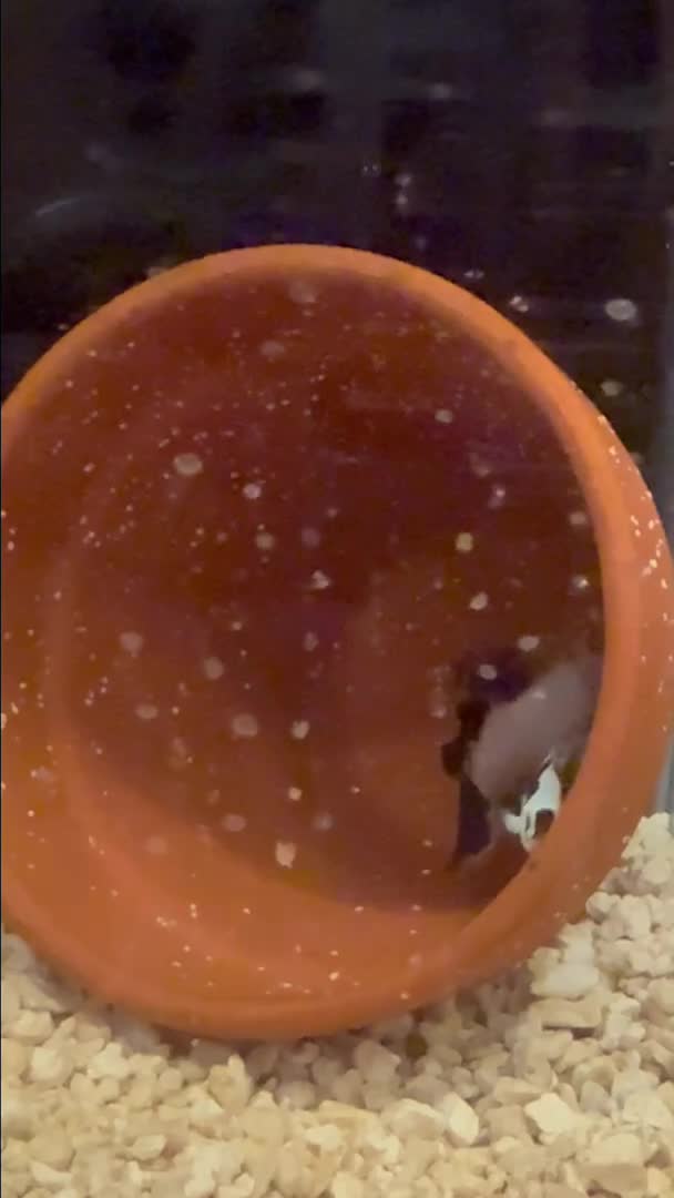 hoping to get babies from this two