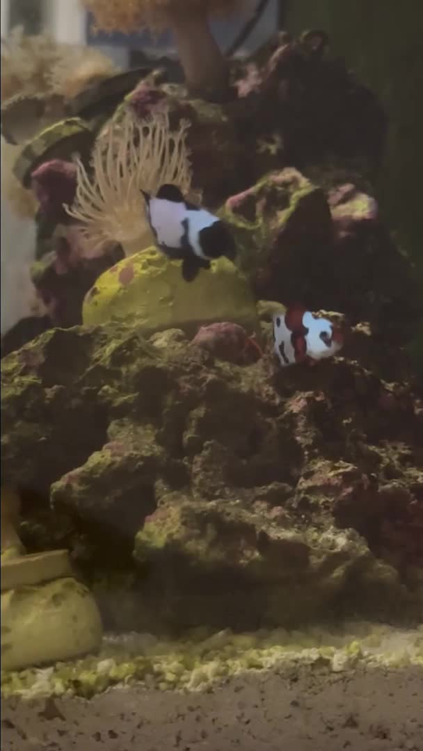 my pair of clown in my uns 20 tank and a camino or my citrus goby