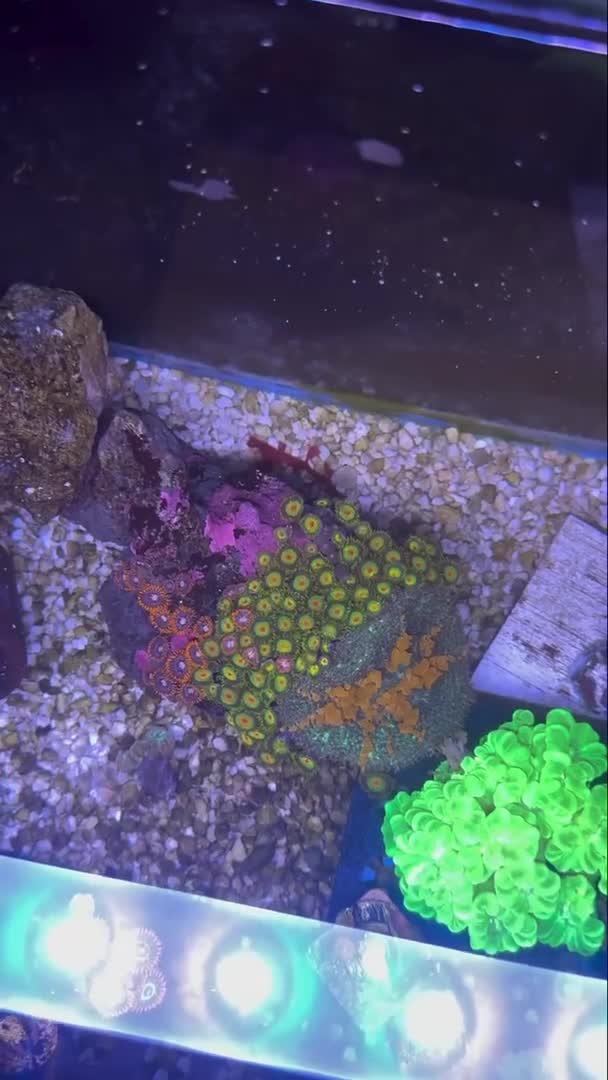 My Rasta rock with my sun-kissed bounced mushroom, for the l... | ReefBay