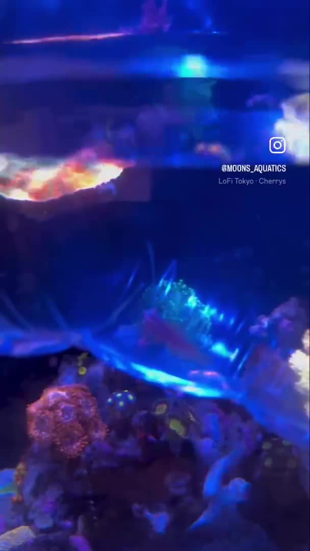 Finally got a yasha goby again!! My favorite goby