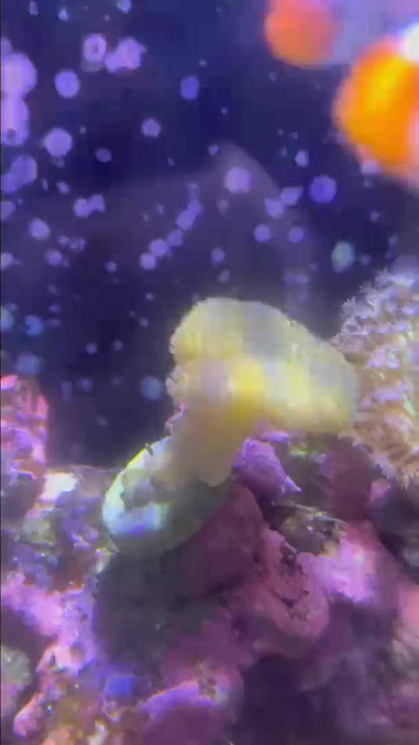My Fiji yellow leather in my leather heaven tank
