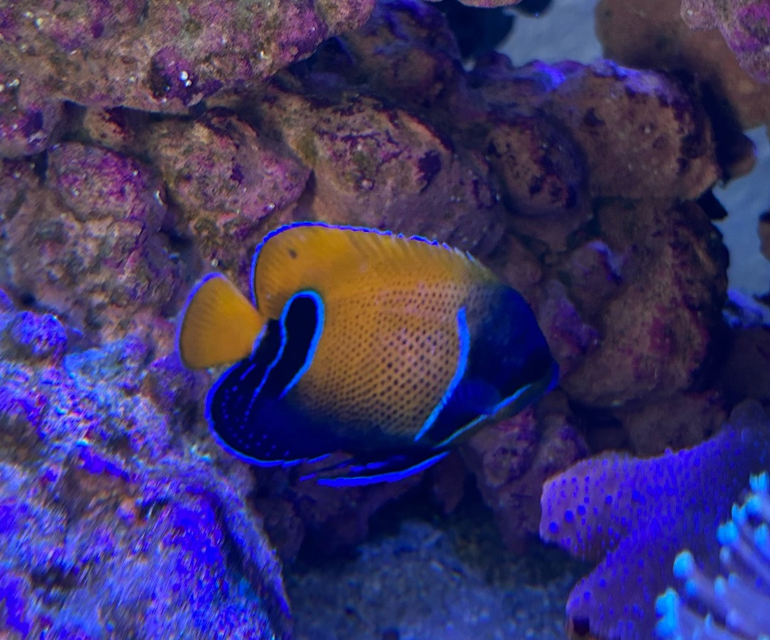 Majestic Angelfish