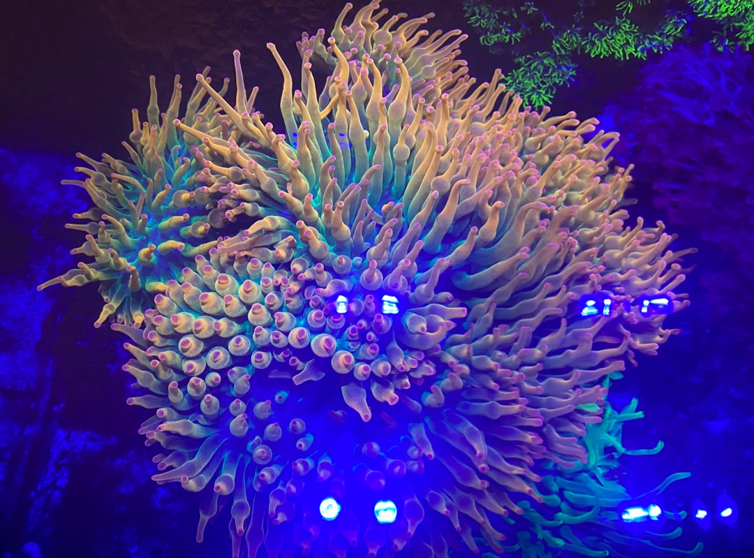 Tank Image