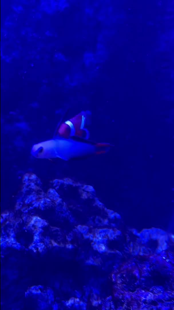 Not a good day for the tank! Lost 2 clowns this morning and now another looking really sus...