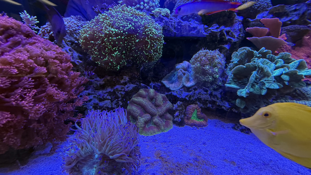 Tank Image