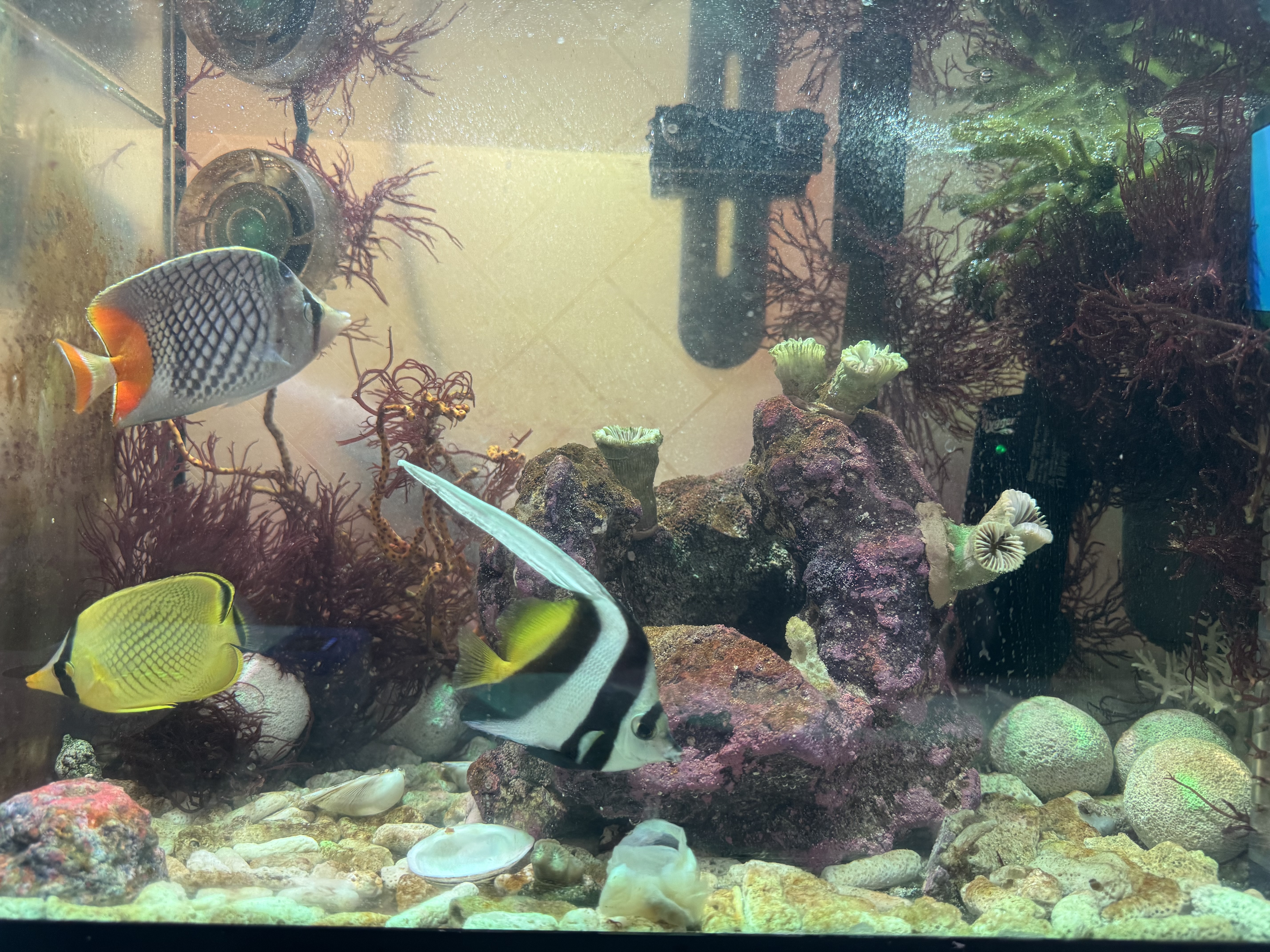 Tank Image