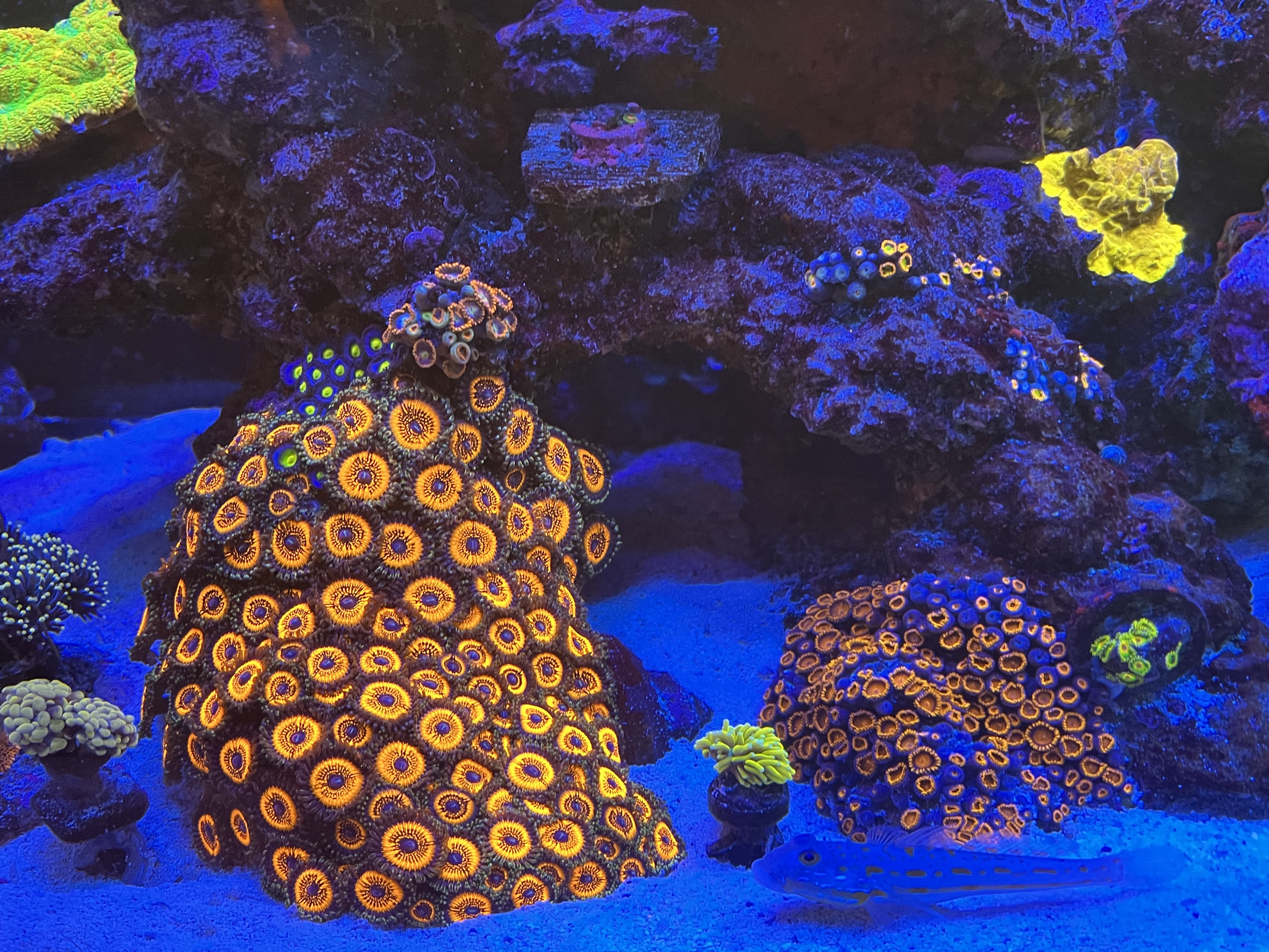 Tank Image