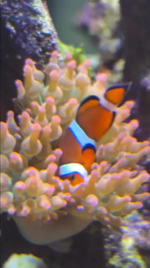 Hat etwa einen Monat gedauert, aber wie erwartet sind meine Clownfisch...