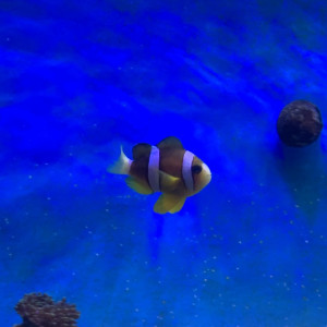 Clarkii Clownfish