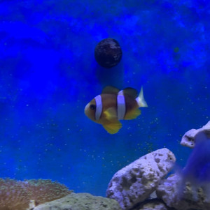 Clarkii Clownfish