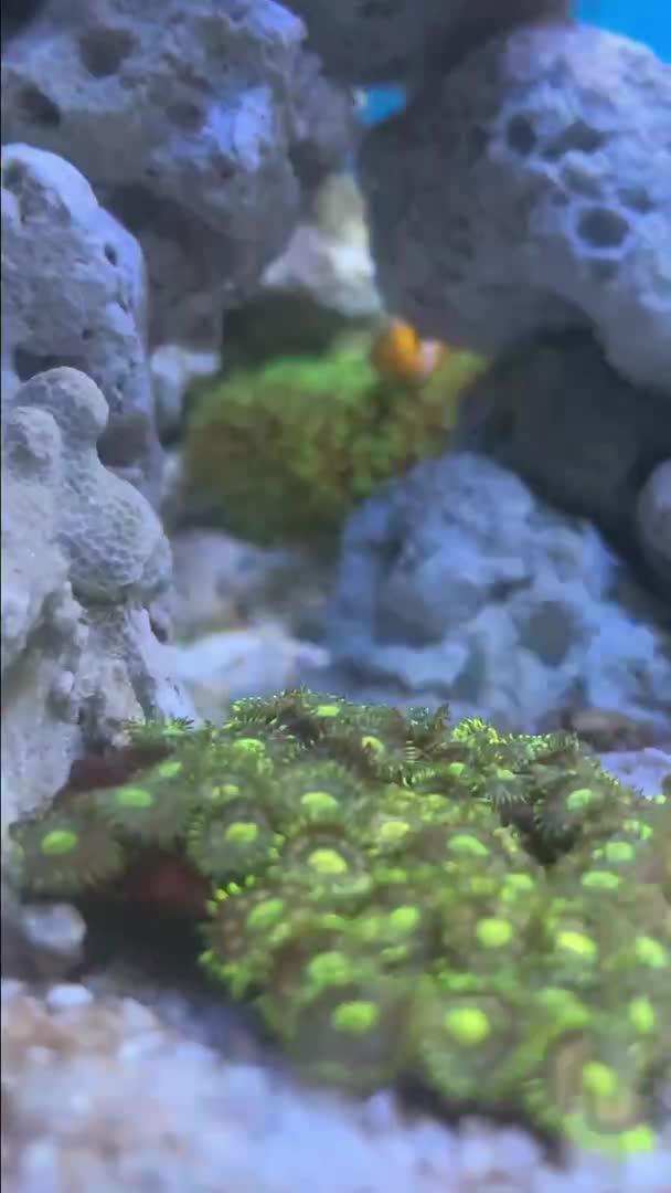 Clownfish hosting hairy mushroom