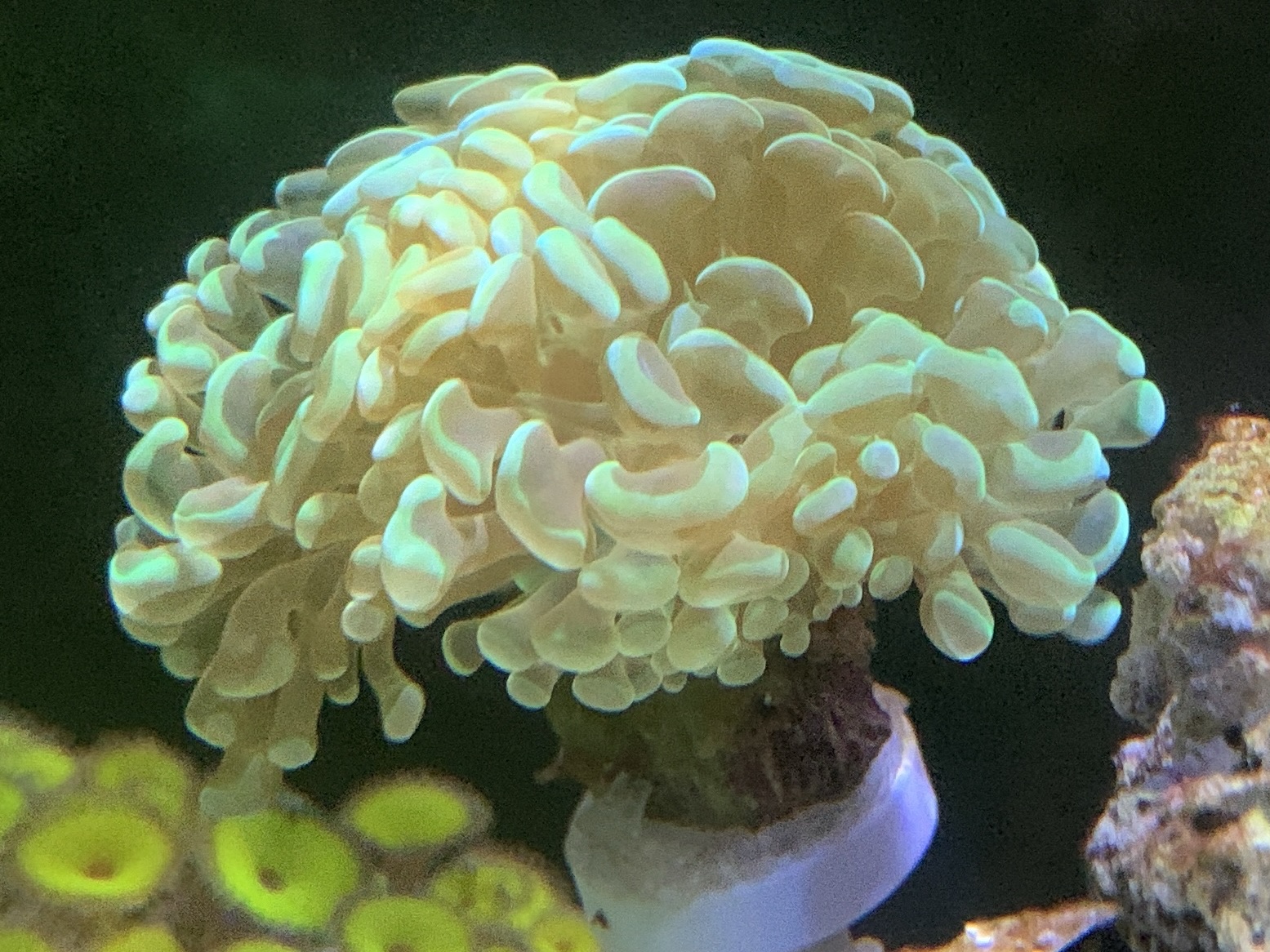 Tank Image