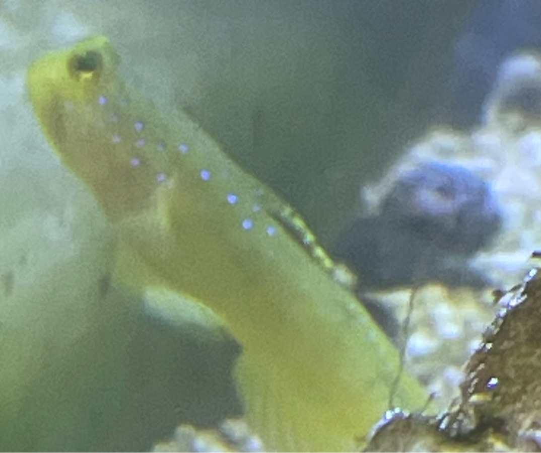 Yellow Watchman Goby