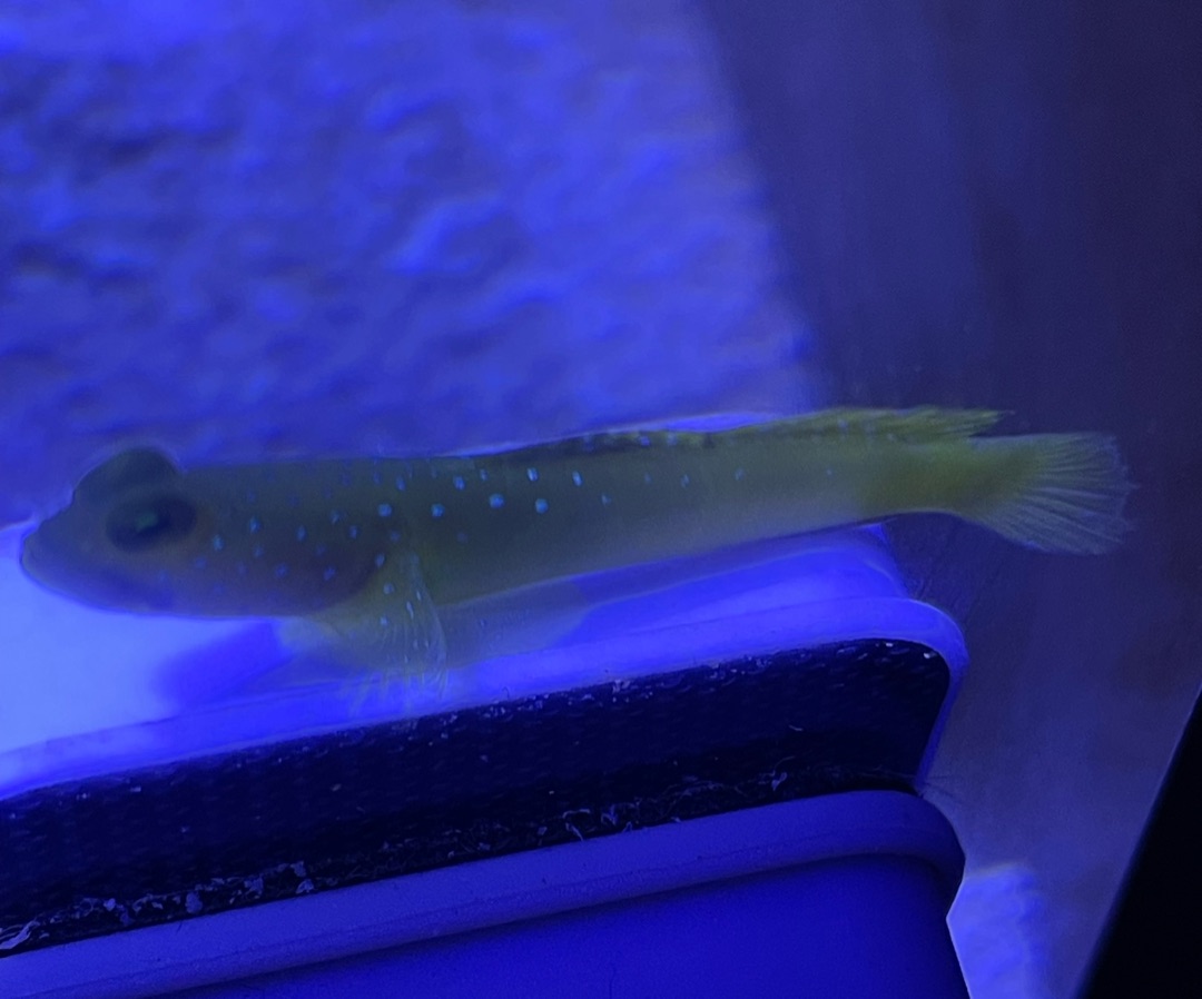 Yellow Watchman Goby