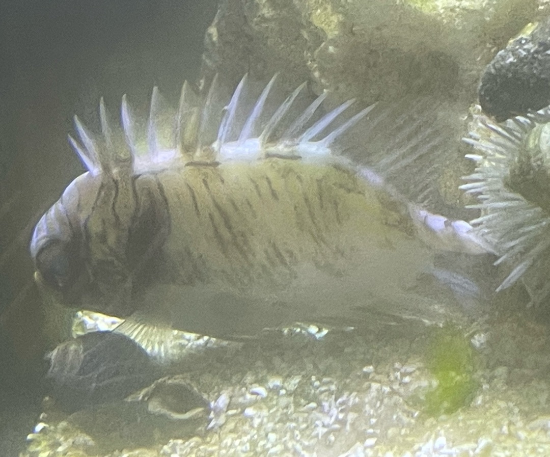 Doliatus Rabbitfish