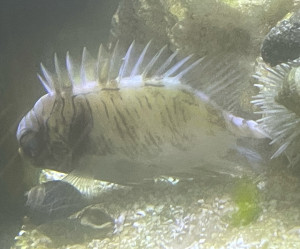 Fish Library Preview