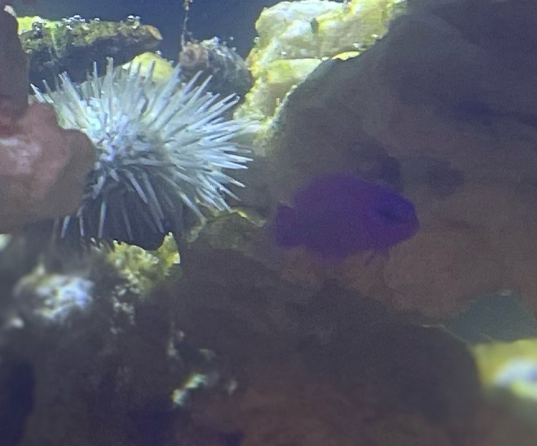 Purple Dottyback