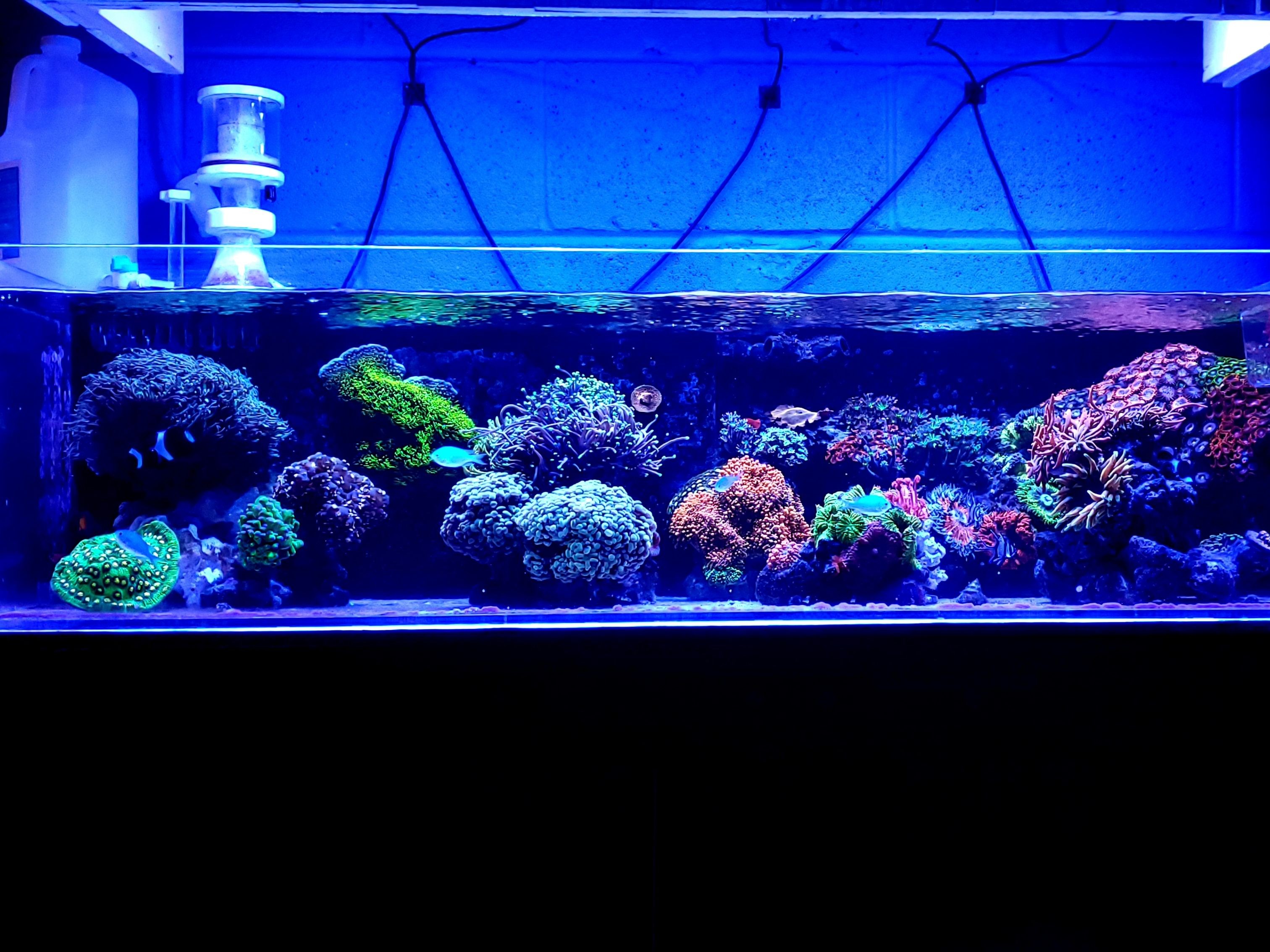 Tank Image