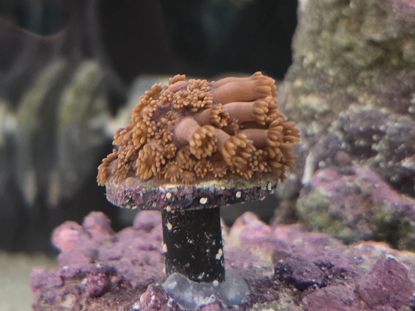 Tank Image