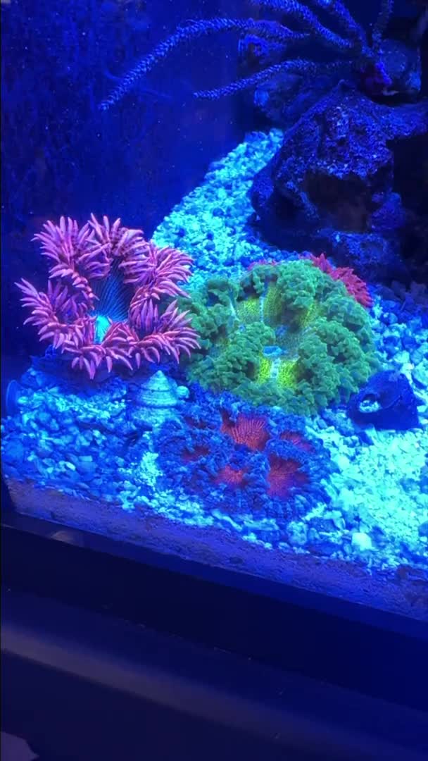 Got some beautiful rock flower anemone for my 90 gallon tank. Absolute...