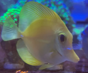 Yellow Tang close-up in a home reef