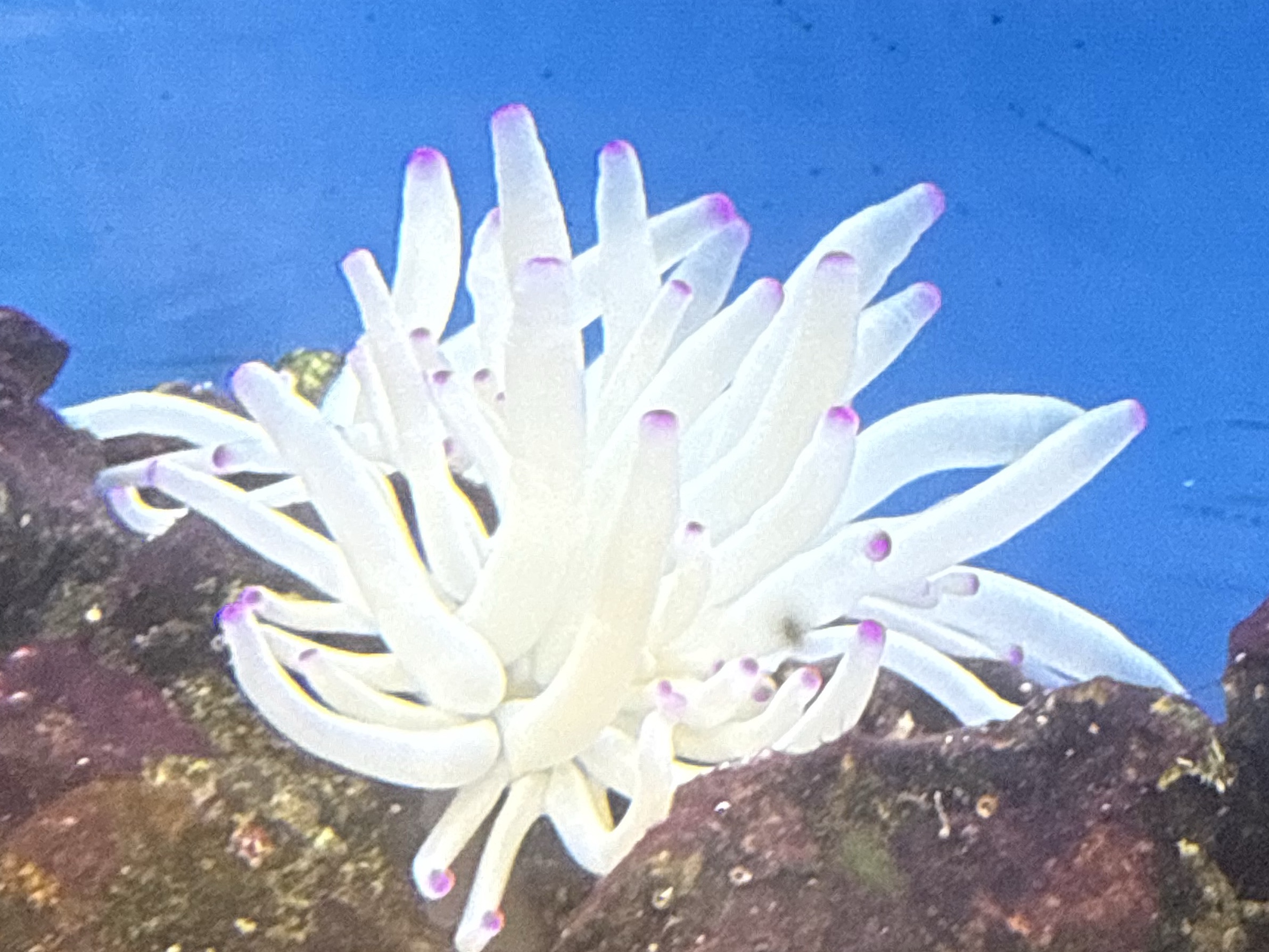 Tank Image