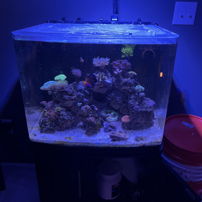 cicrush13