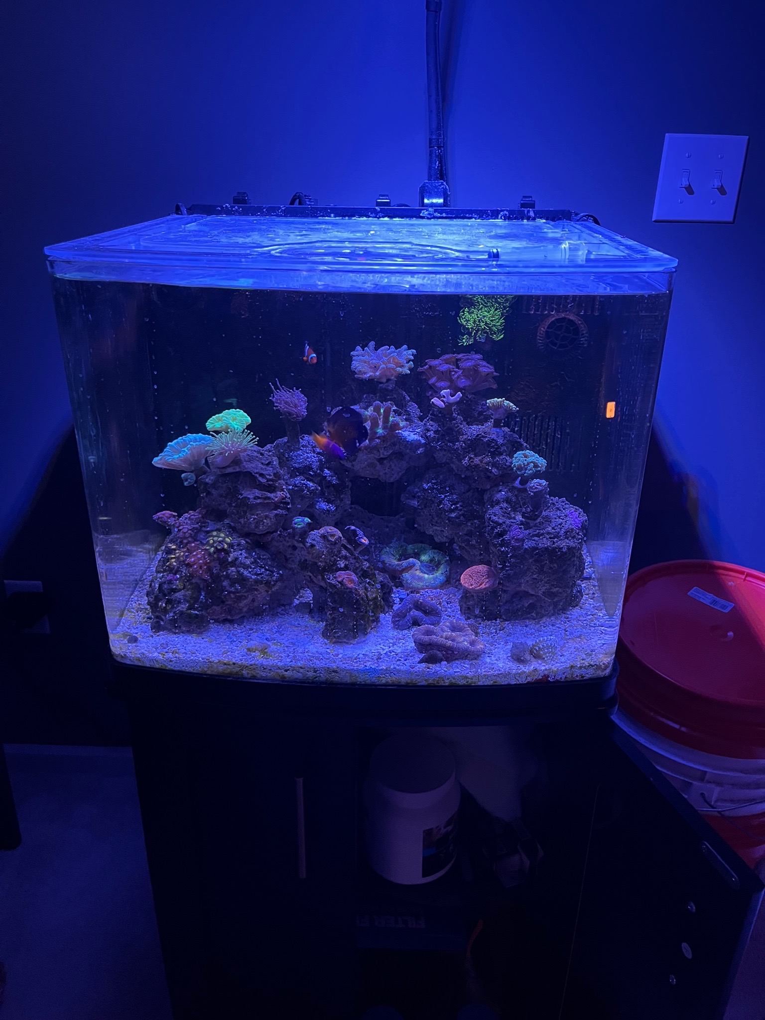 Clownfish and various corals in 9 month reef tank showcase - clownfish, various corals