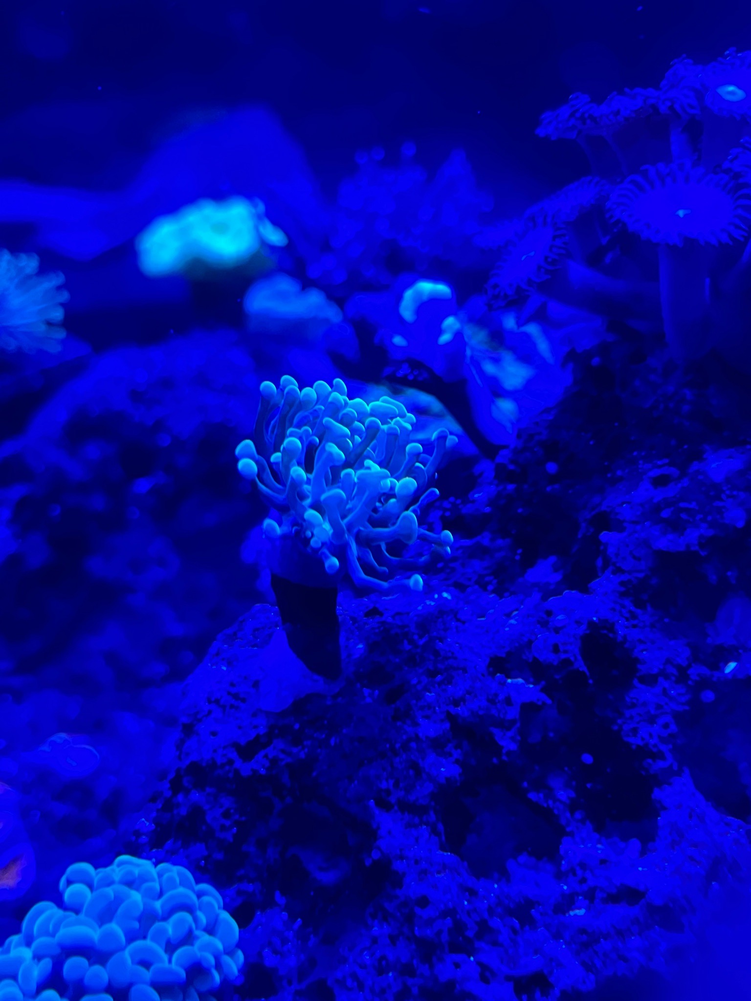 Why is my hammer coral tentacles smaller than normal - hammer coral