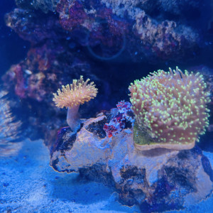 Red Scooter Dragonet