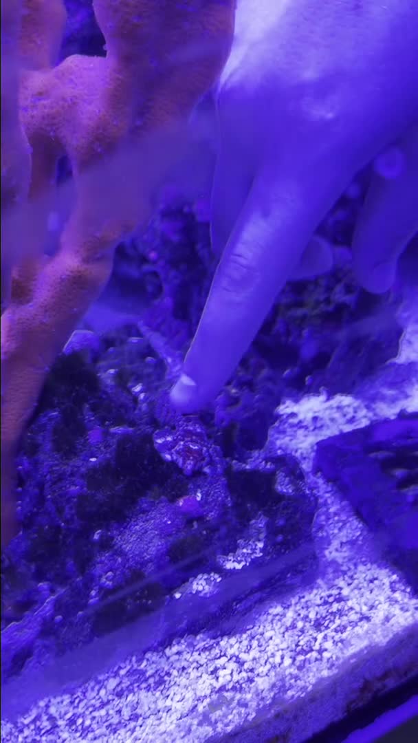 Reef tank post by bucrob