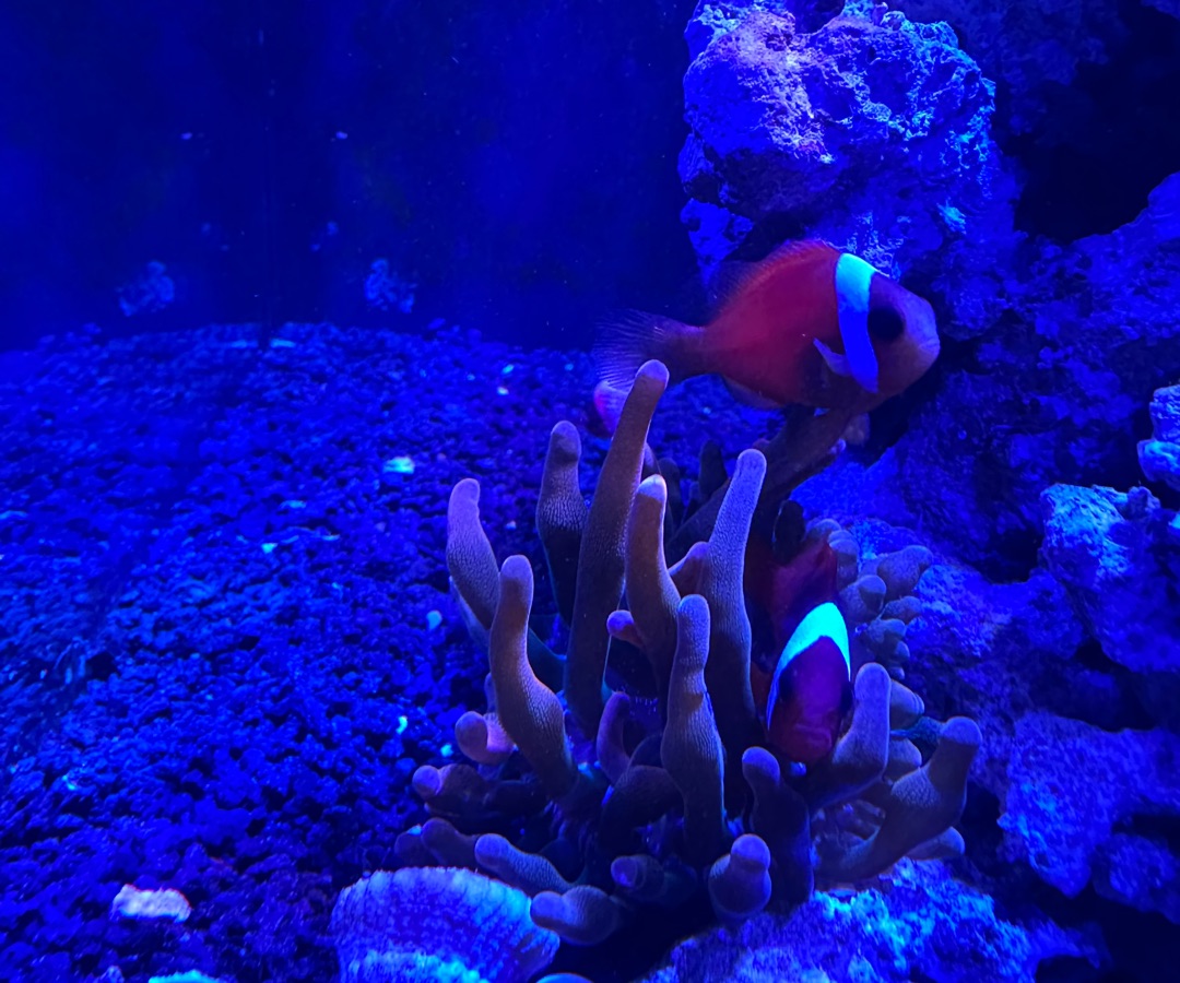 Tomato Clownfish