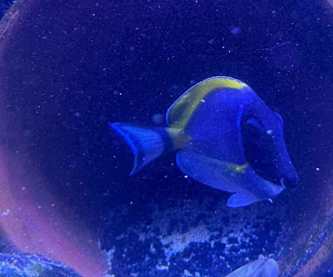 Powder Blue Tang