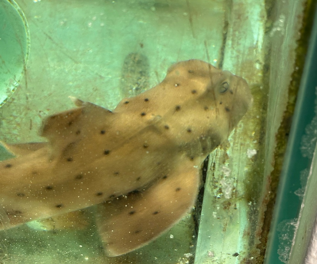 Horn Shark
