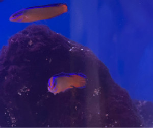 Neon Dottyback